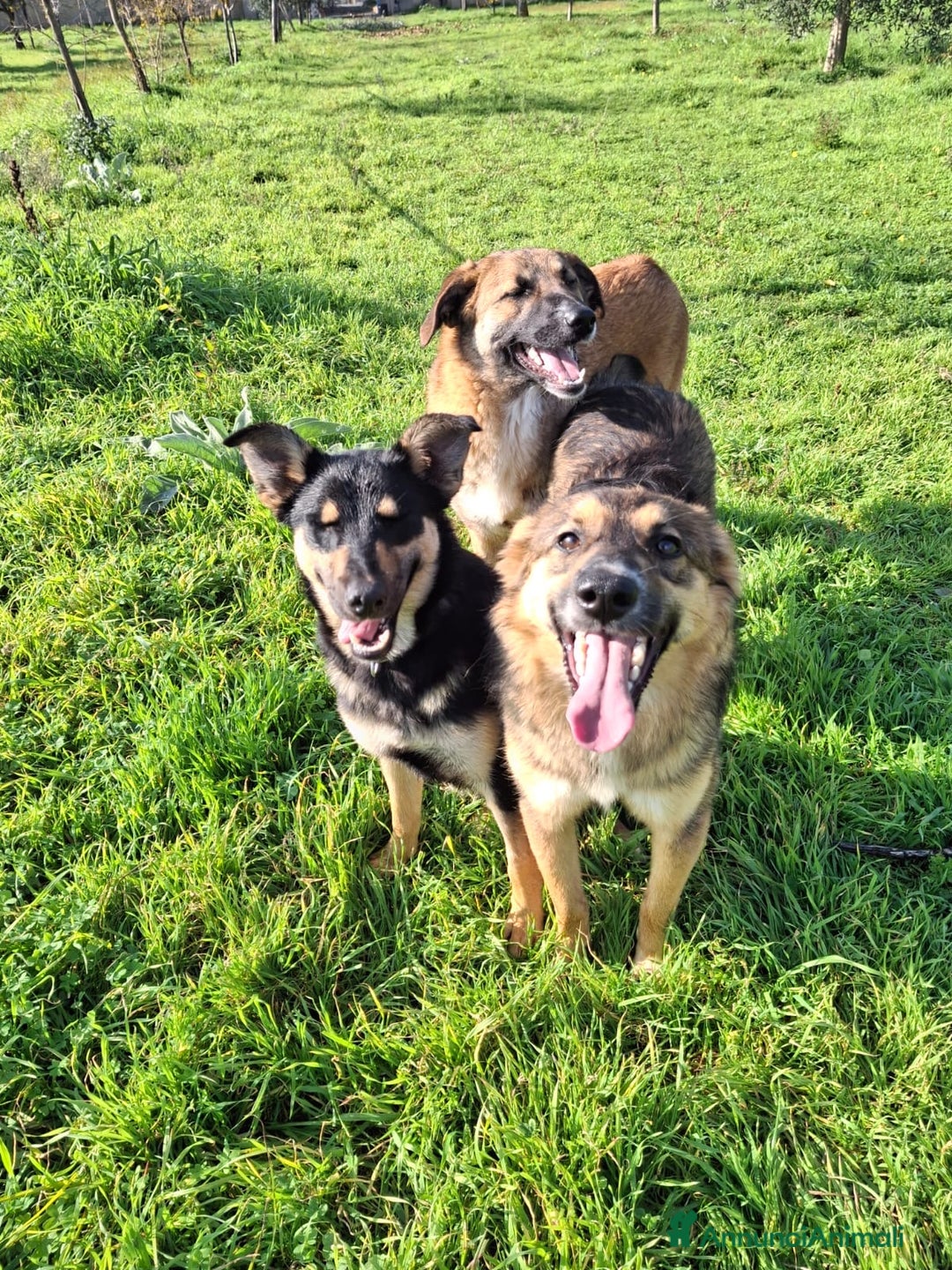 Meticcio cani in regalo: BRENDA 🩷-cucciola.La adotti?Non lasciarla nel box - Annuncio 10