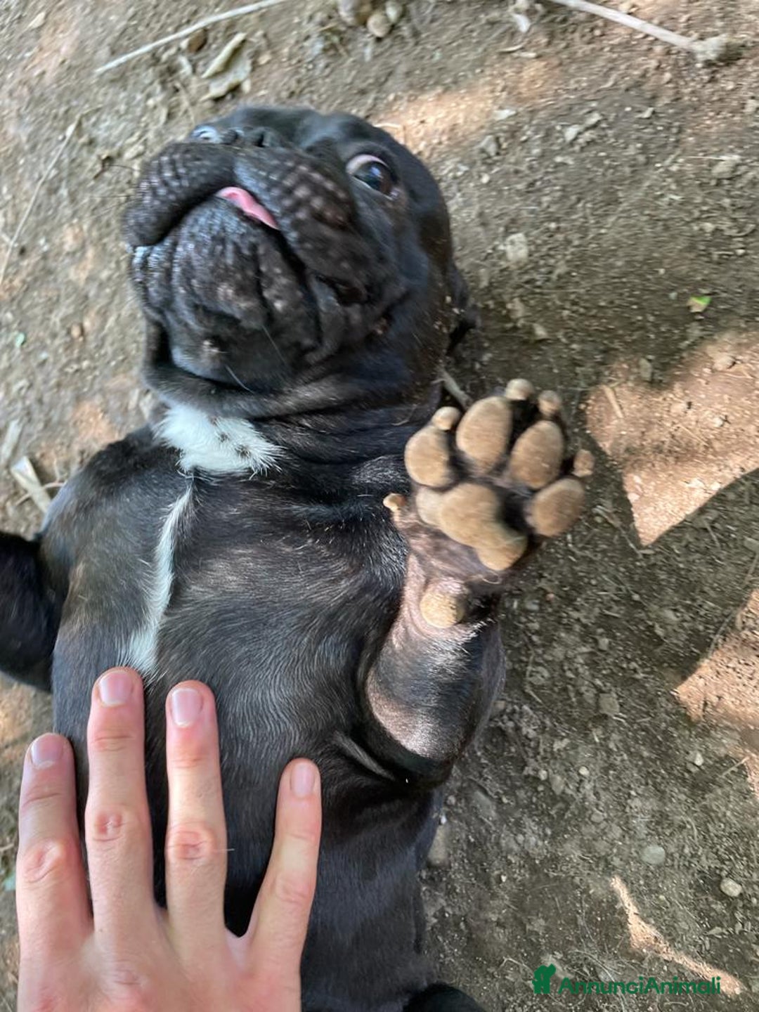 Bulldog Francese cani per accoppiamento: Bulldog francese maschio per accoppiamento - Annuncio 8