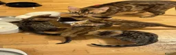 Bengala gatti in vendita: CUCCIOLI BENGALA - Annuncio 3