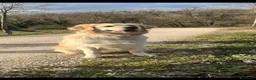 Golden Retriever cani in vendita: Golden retriever - Annuncio 1