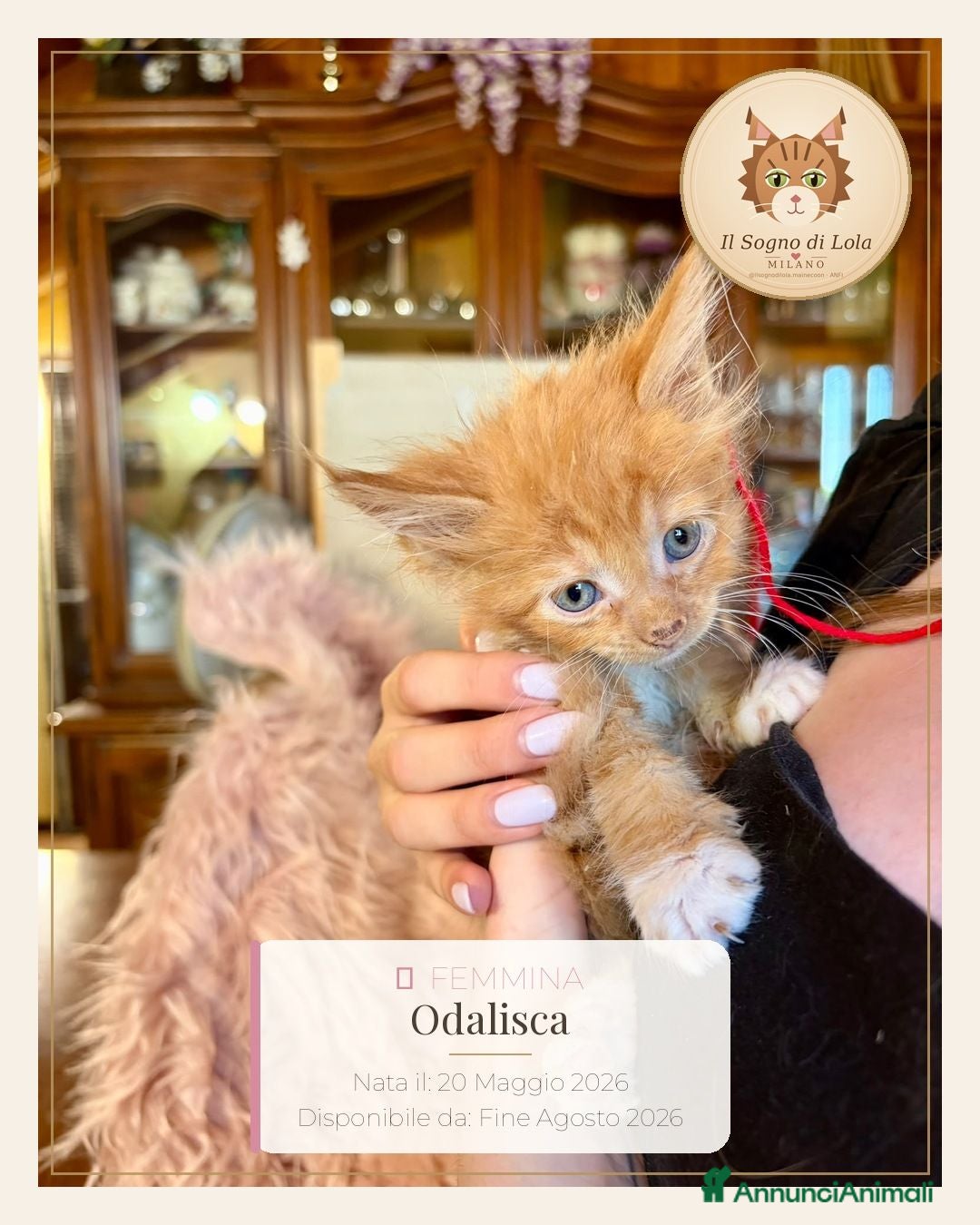 Maine Coon gatti Cuccioli Maine Coon ANFI – Il Sogno di Lola - Annuncio 12