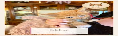 Odalisca - Maine Coon - Il Sogno Di Lola