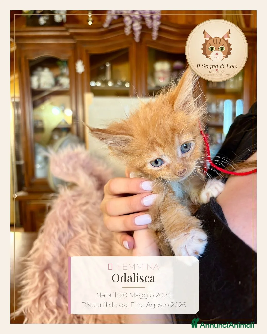 Maine Coon gatti in vendita: Cuccioli Maine Coon ANFI – Il Sogno di Lola - Annuncio 2