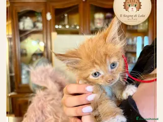 Maine Coon gatti Cuccioli Maine Coon ANFI – Il Sogno di Lola - Annuncio 12