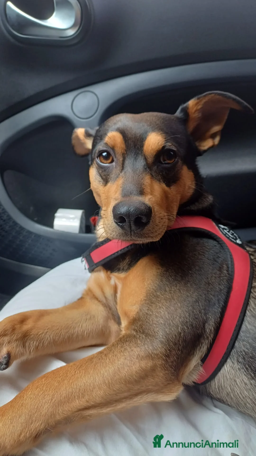 Meticcio cani per accoppiamento: Cerco femmina per accoppiamento - Annuncio 1