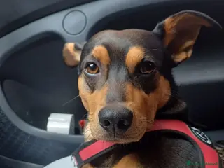 Meticcio cani Cerco femmina per accoppiamento - Annuncio 1