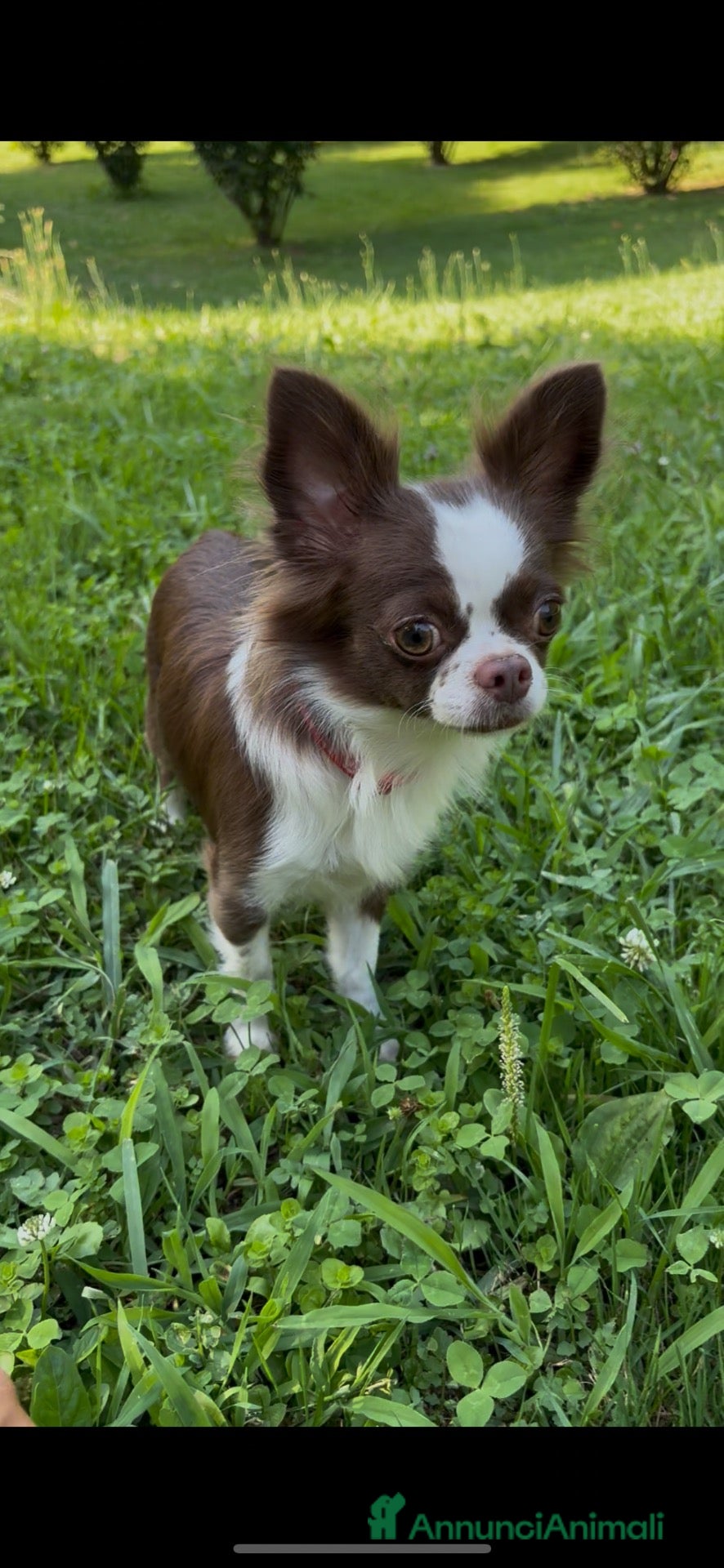 Chihuahua cani Chihuahua  - Annuncio 11
