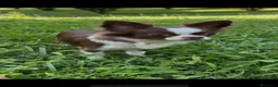 Chihuahua cani in vendita: Chihuahua  - Annuncio 1