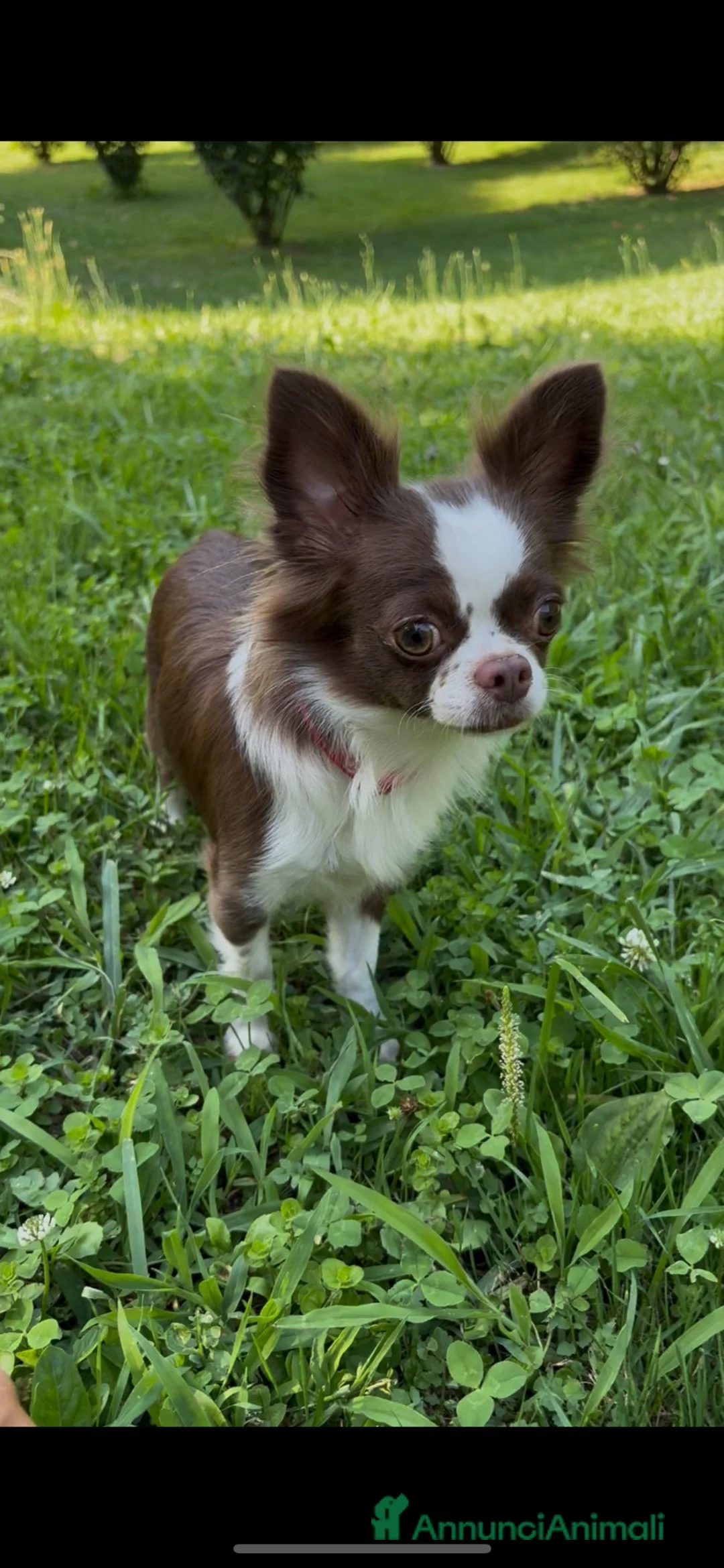 Chihuahua cani in vendita: Chihuahua  - Annuncio 1