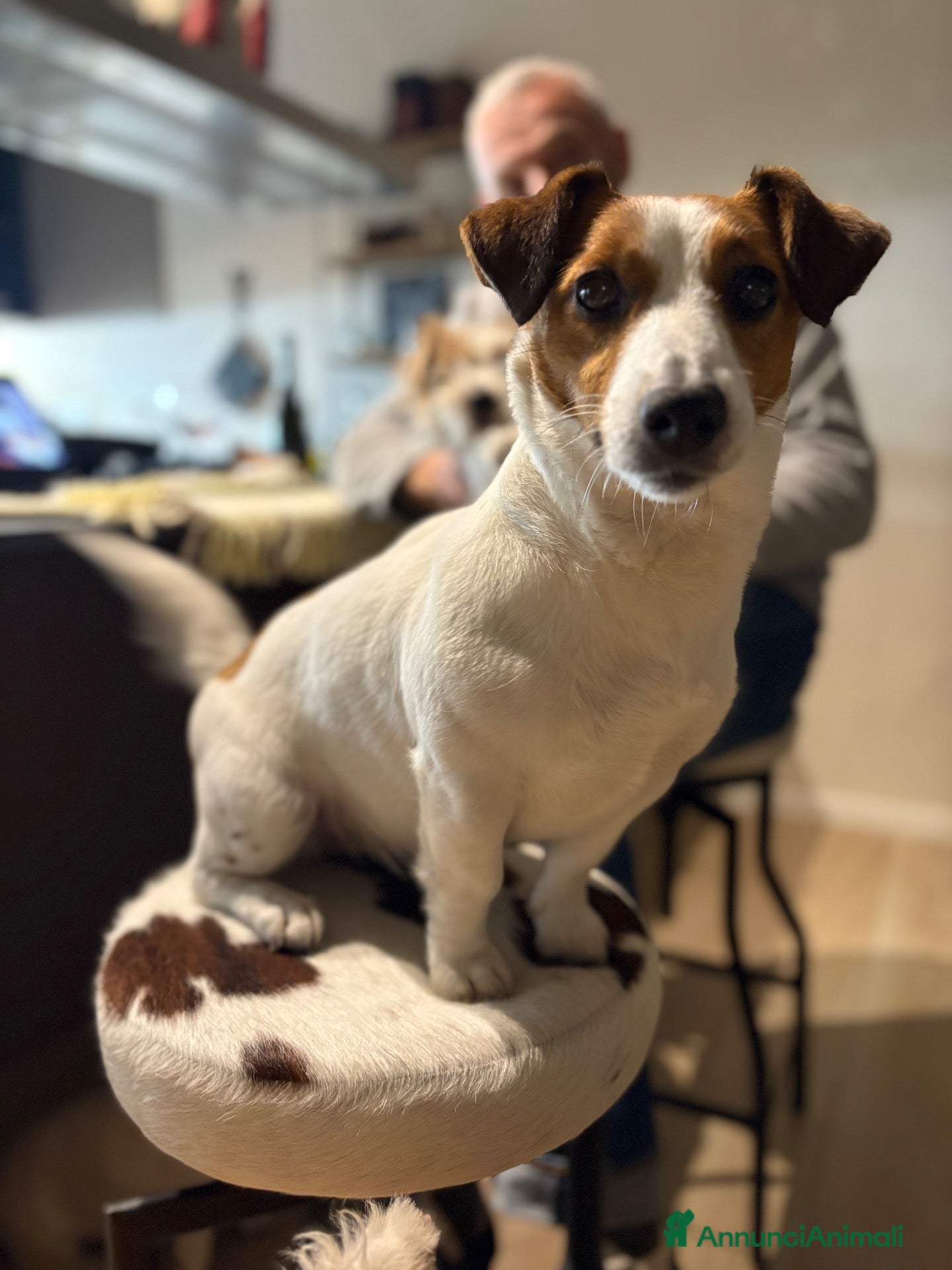 Jack Russell cani Cuccioli Jack Russell Terrier  - Annuncio 10
