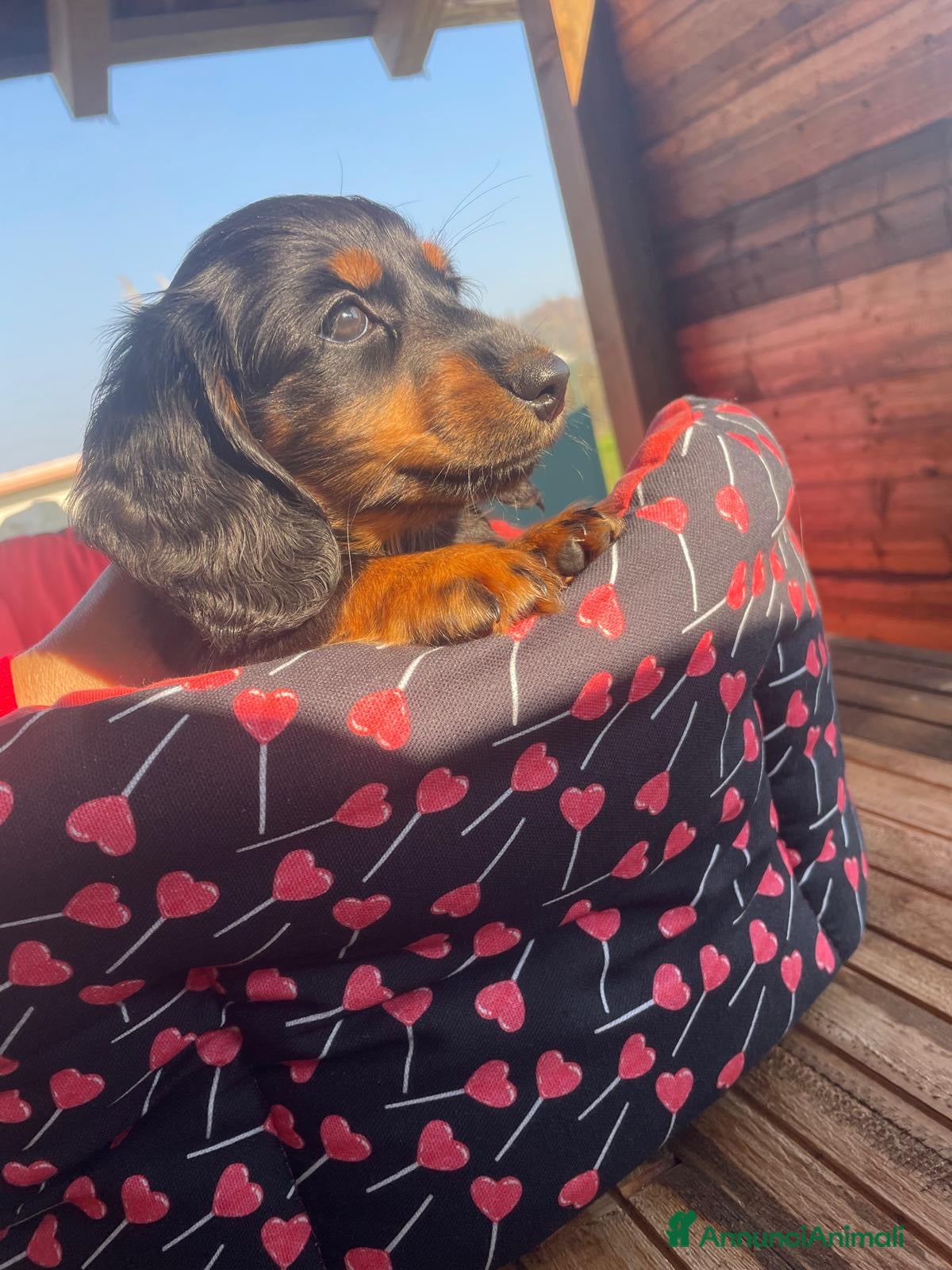 Bassotto cani Mashietto bassotto a pelo lungho pedigree Enci - Annuncio 10