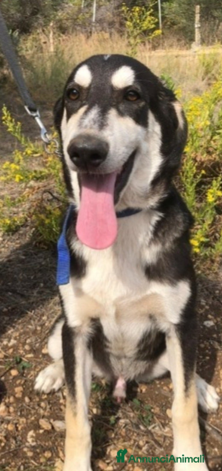 Meticcio cani Mix Australian Shepherd 8/9mesi INVISIBILE.SICILIA - Annuncio 4