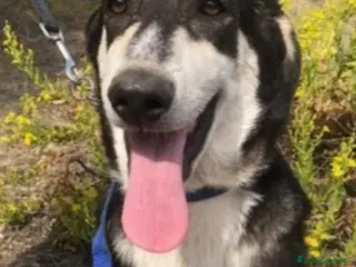 Meticcio cani Mix Australian Shepherd 8/9mesi INVISIBILE.SICILIA - Annuncio 4