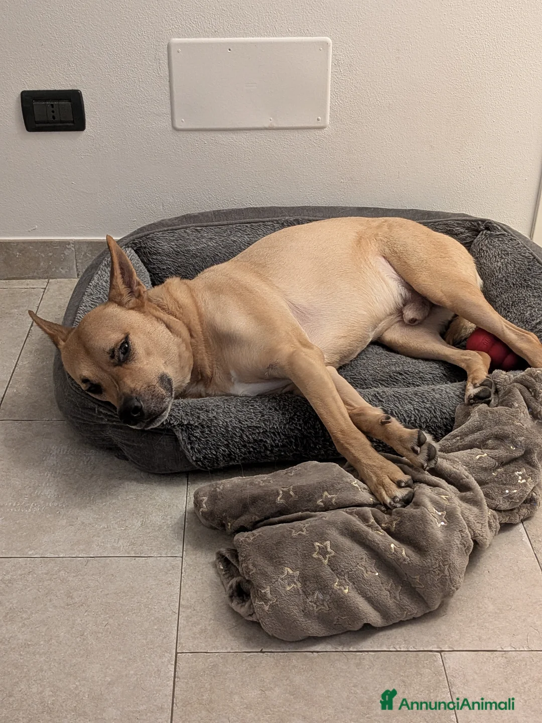 Meticcio cani in regalo: 💔 CERCHIAMO UNA NUOVA CASA PER TYSON 💔 a Provincia di Imperia - Annuncio 2