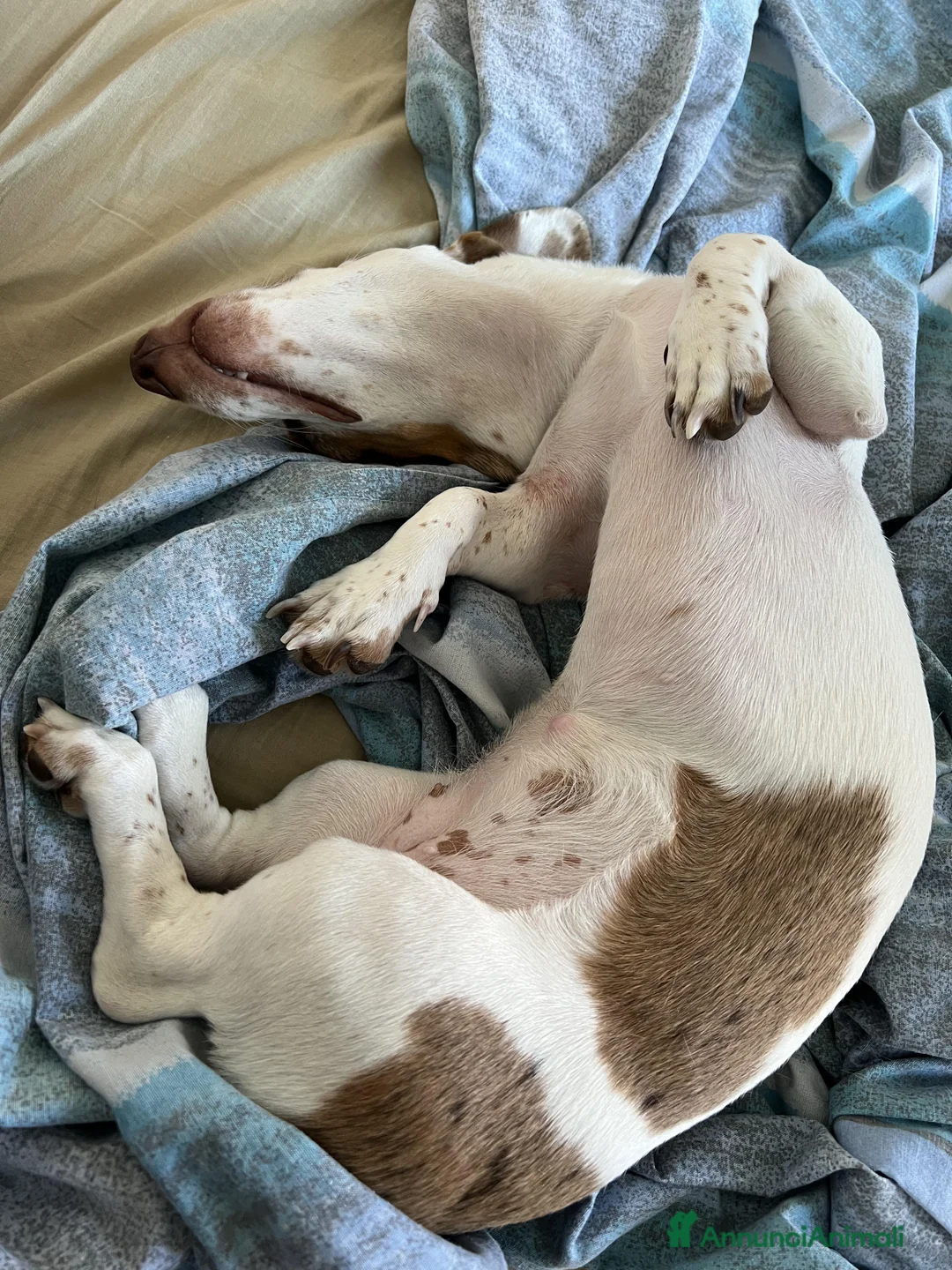 Bassotto cani per accoppiamento: Si ricerca bassotto maschio per monta. - Annuncio 5