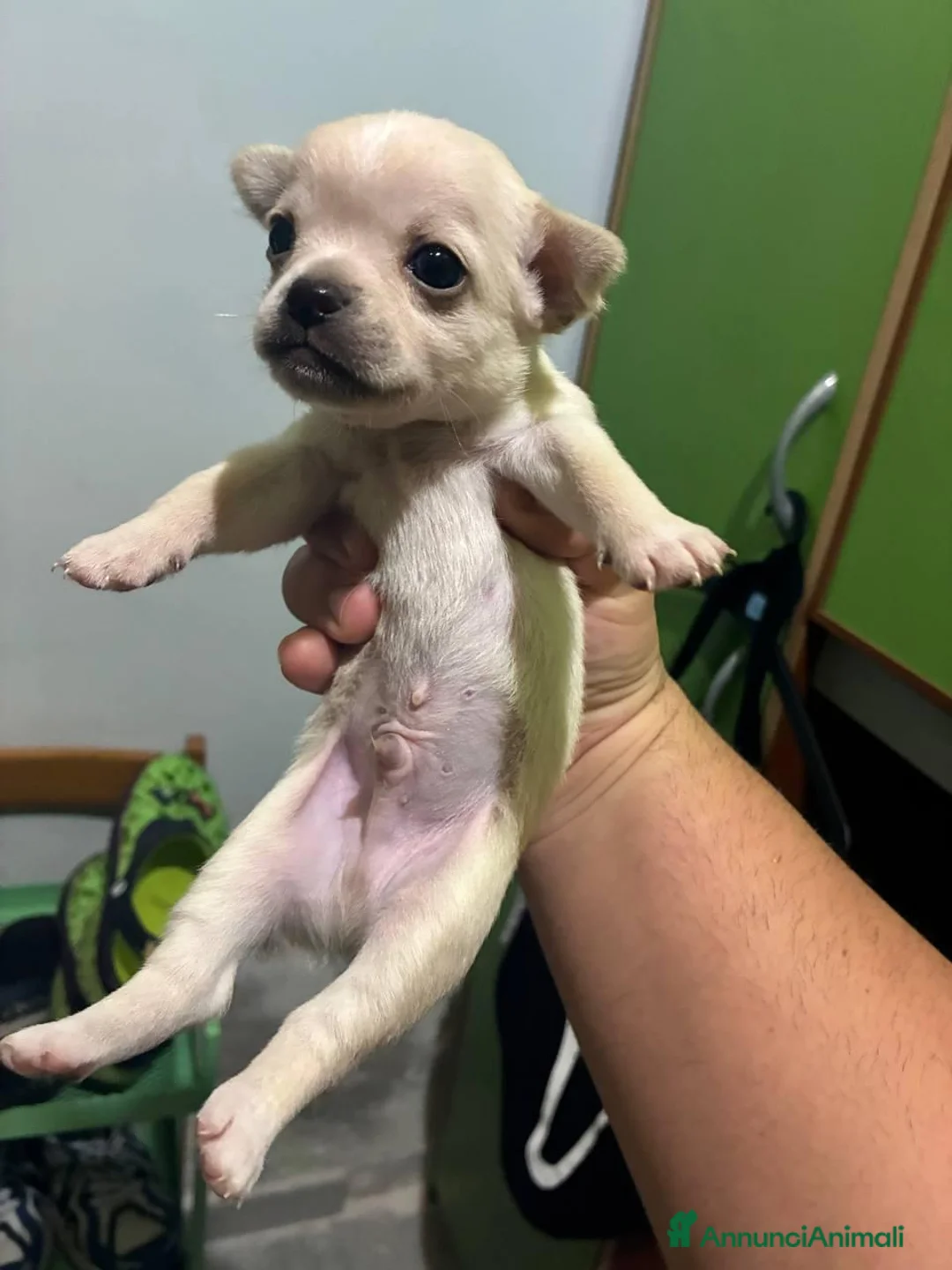 Chihuahua cani in vendita: 4 chihuhua cuccioli maschi - Annuncio 2