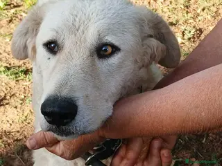 Meticcio cani MIMMO PRESO A BASTONATE HA BISOGNO DI UNA CASA - Annuncio 26