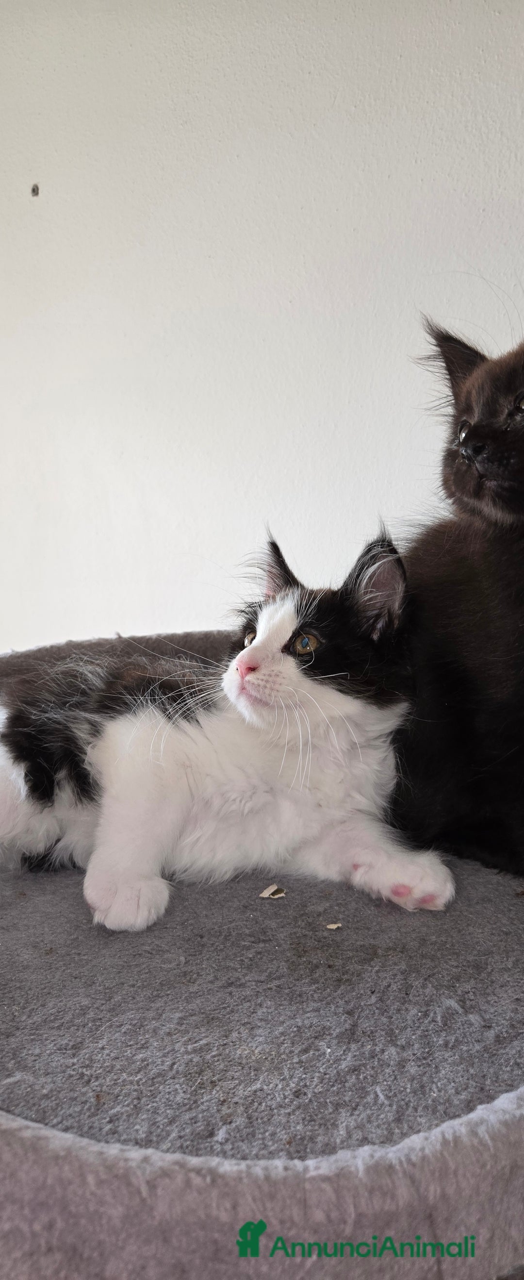 Maine Coon gatti in vendita: Cuccioli di Maine Coon pedigree da compagnia  - Annuncio 3