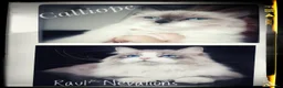 Siberiano gatti in vendita: Disponibili cuccioli di Siberiani Neva Masquerade  - Annuncio 9