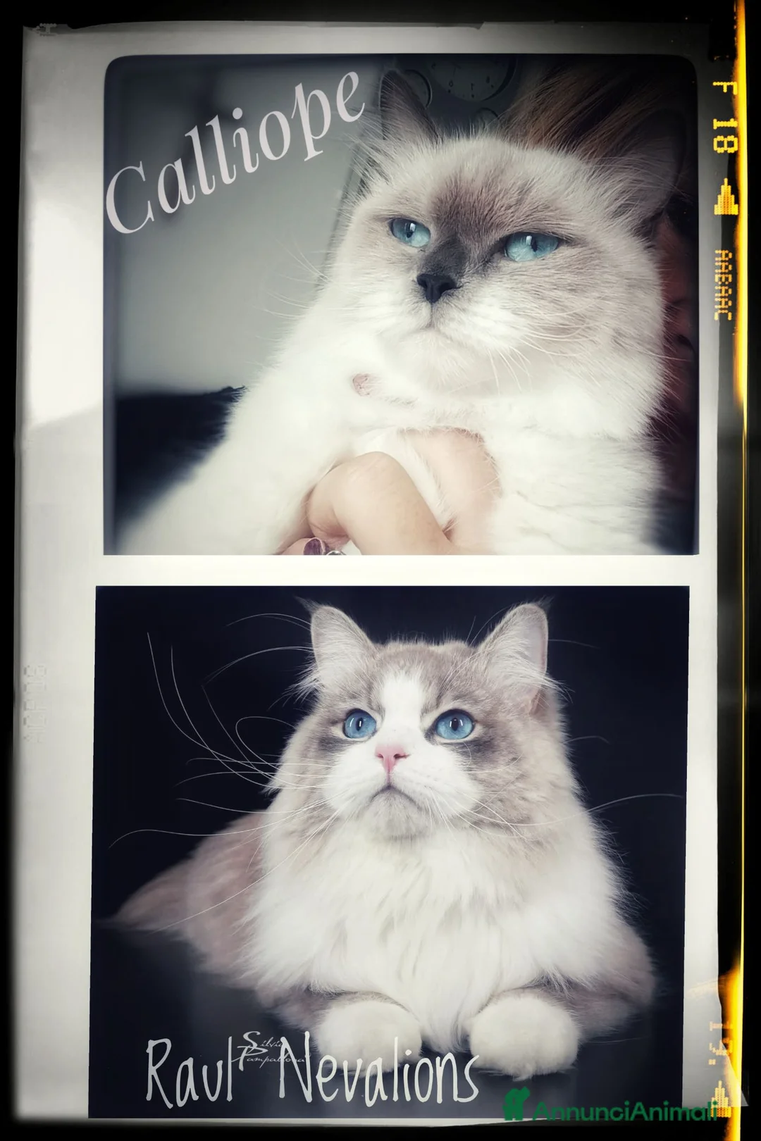 Siberiano gatti in vendita: Disponibili cuccioli di Siberiani Neva Masquerade  - Annuncio 9