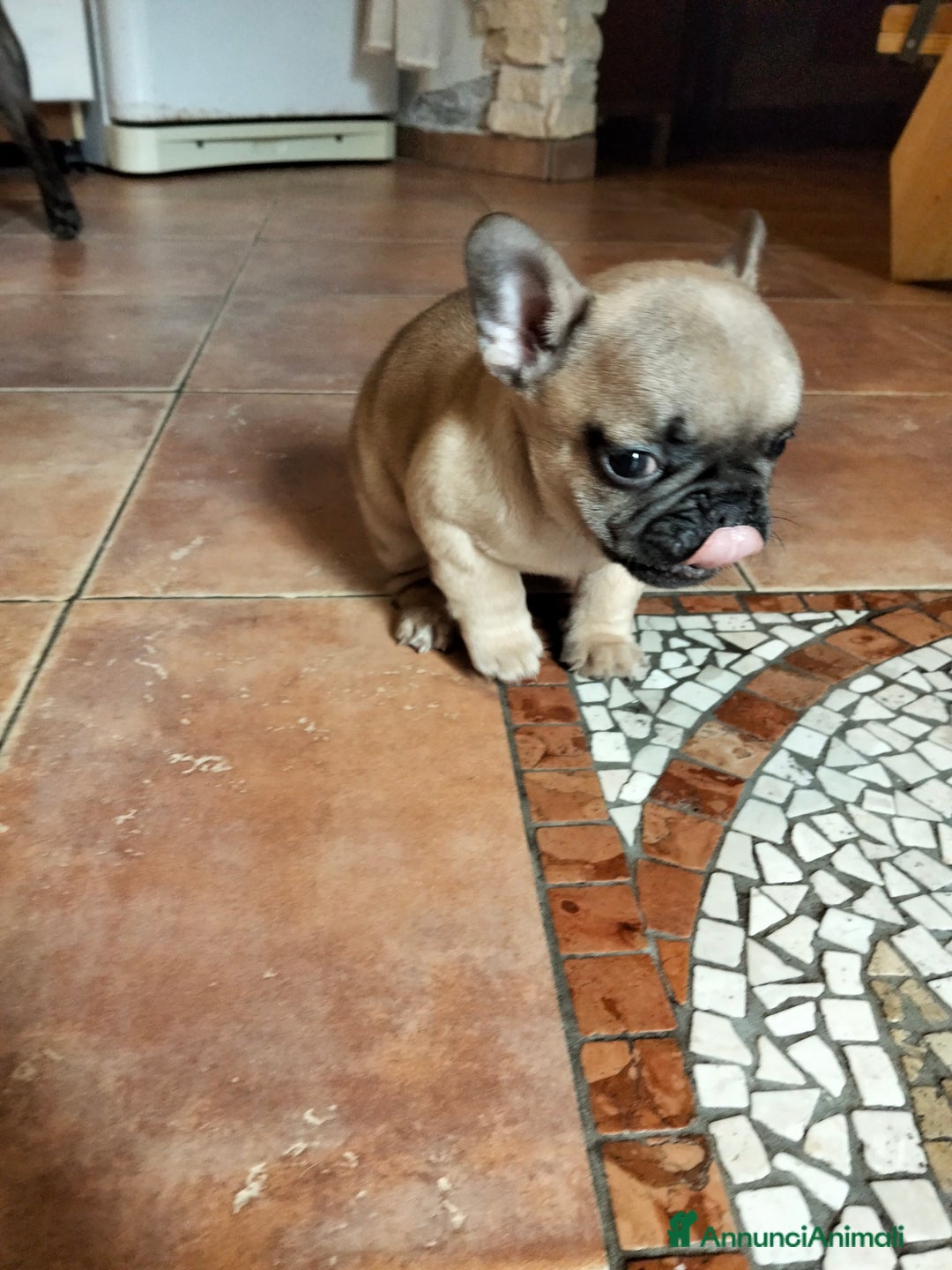 Bulldog Francese cani in vendita: BULLDOG FRANCESE  - Annuncio 1