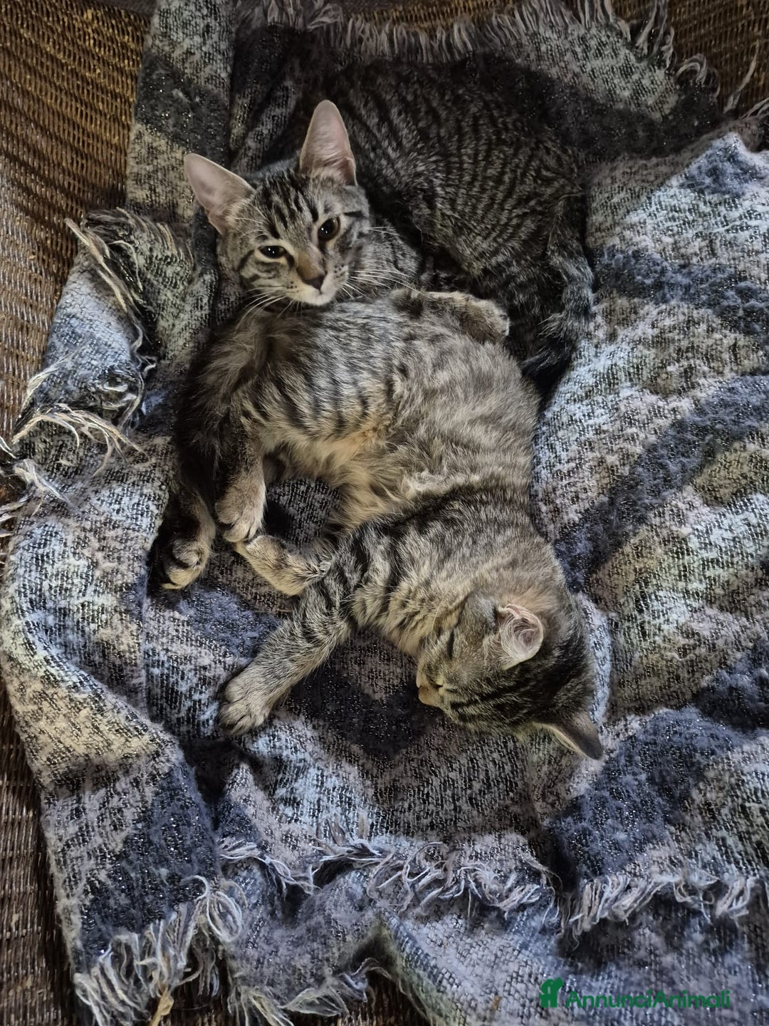 Meticcio gatti in regalo: cuccioli tigrati 5 mesi - Annuncio 2