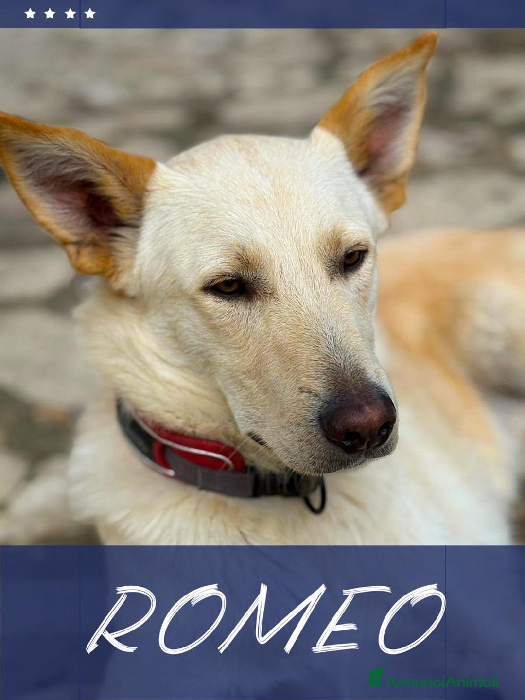 Meticcio cani in regalo: ROMEO 💙 -  vi farà innamorare! Energia pura! - Annuncio 2