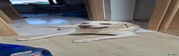 Labrador cani per accoppiamento: Labrador maschio per accoppiamento - Annuncio 30