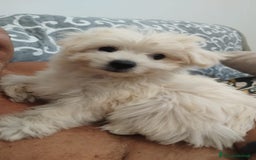 Maltese cani in vendita: Maltese toy maschio a Province of Prato - Immagine 2