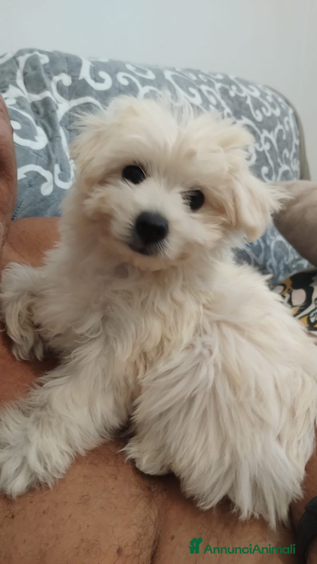 Maltese cani in vendita: Maltese toy maschio a Province of Prato - Immagine 2