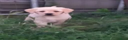 Labrador cani in vendita: Labrador  - Annuncio 3