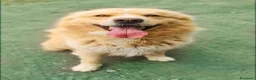 Golden Retriever cani in regalo: Birillo cagnone straordinario - Annuncio 5