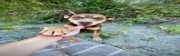 Meticcio cani in regalo: Everel: 12 anni, equilibrato e socievole  - Annuncio 3