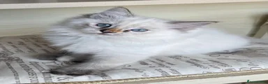 Ragdoll 2
