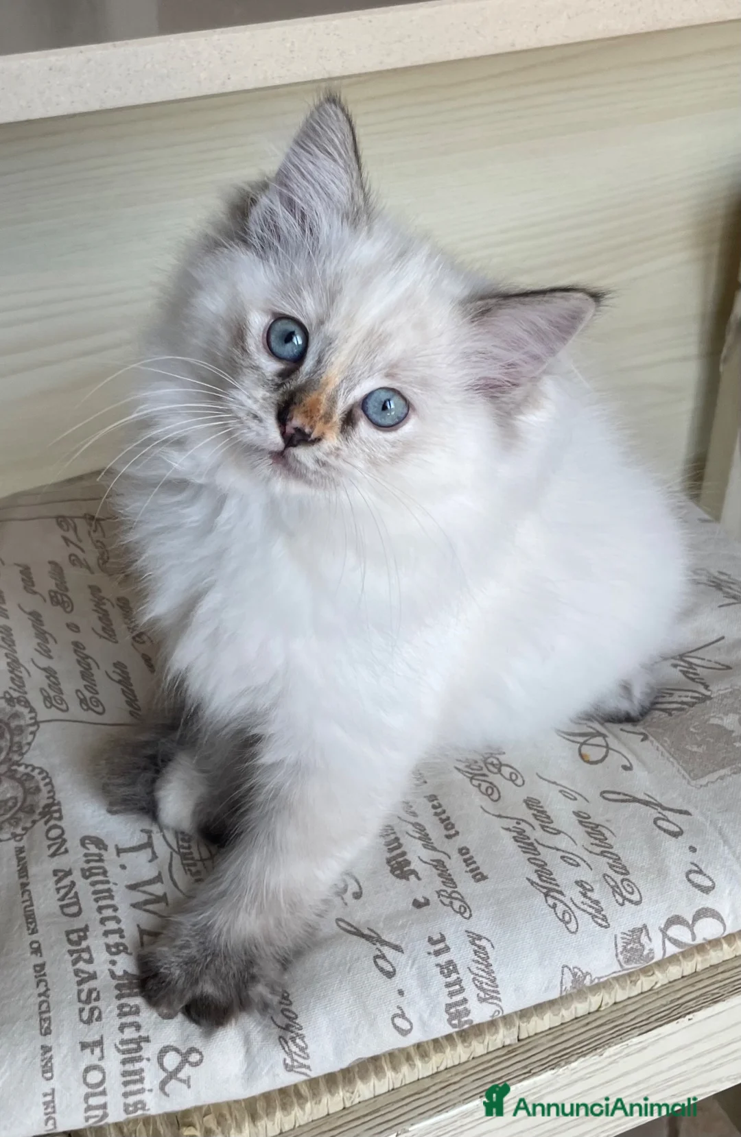 Ragdoll gatti in vendita: Cuccioli Ragdoll con pedigree  - Annuncio 13