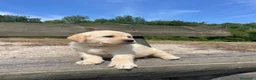 Labrador cani in vendita: Cuccioli labrador gialli - Annuncio 4
