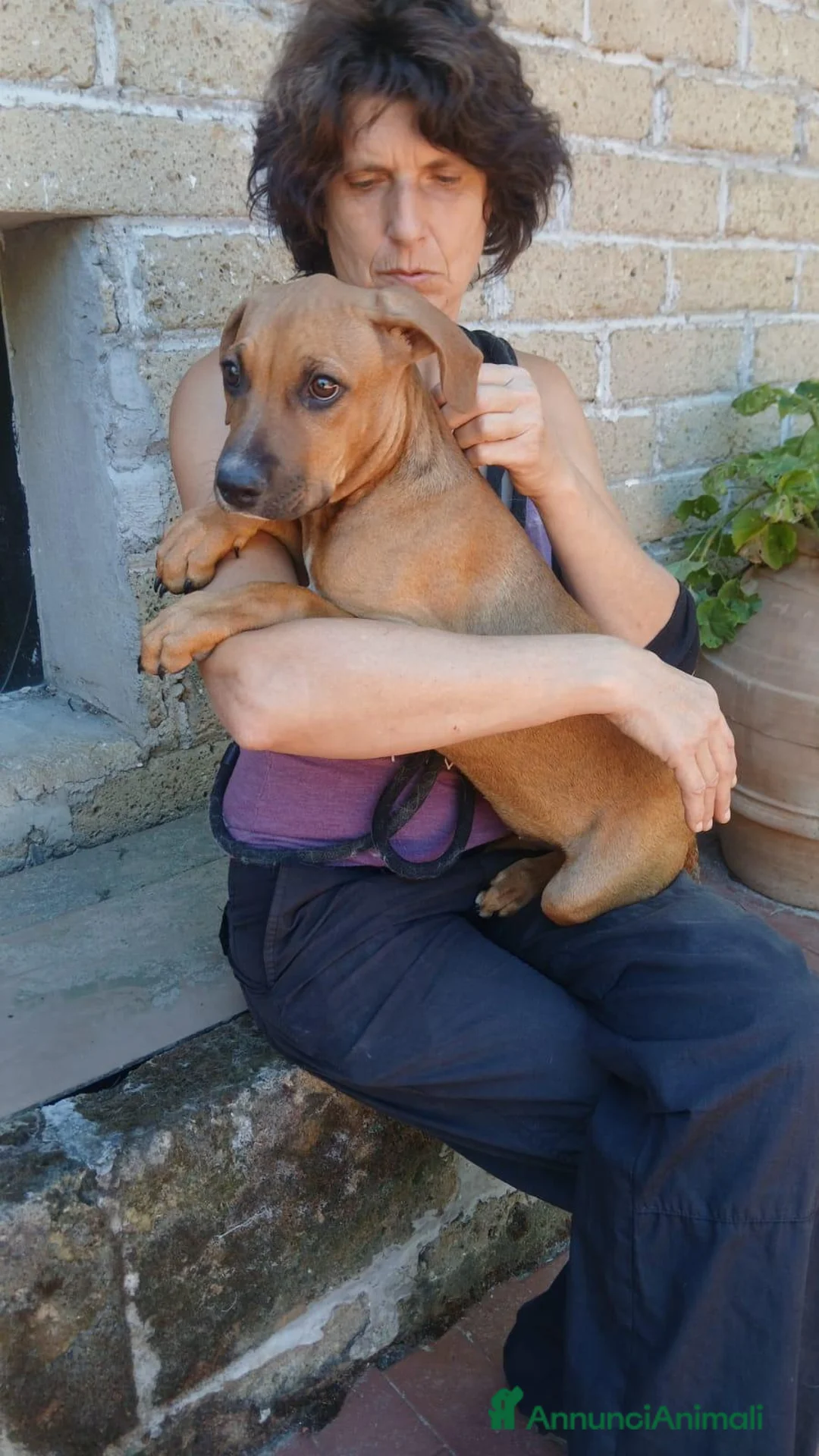 Meticcio cani in regalo: LA CUCCIOLA VIOLA NON VUOLE VIVERE IN CANILE - Annuncio 4