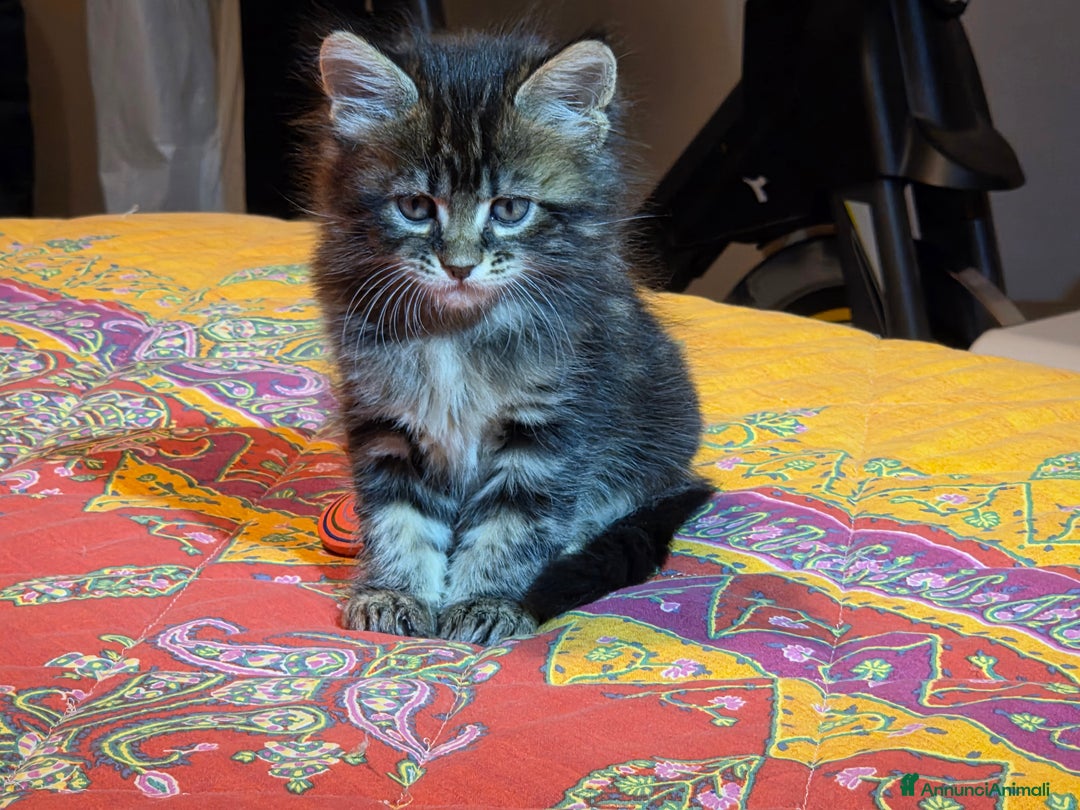 Maine Coon gatti in vendita: Vendo Cuccioli di Maine Coon - Annuncio 33