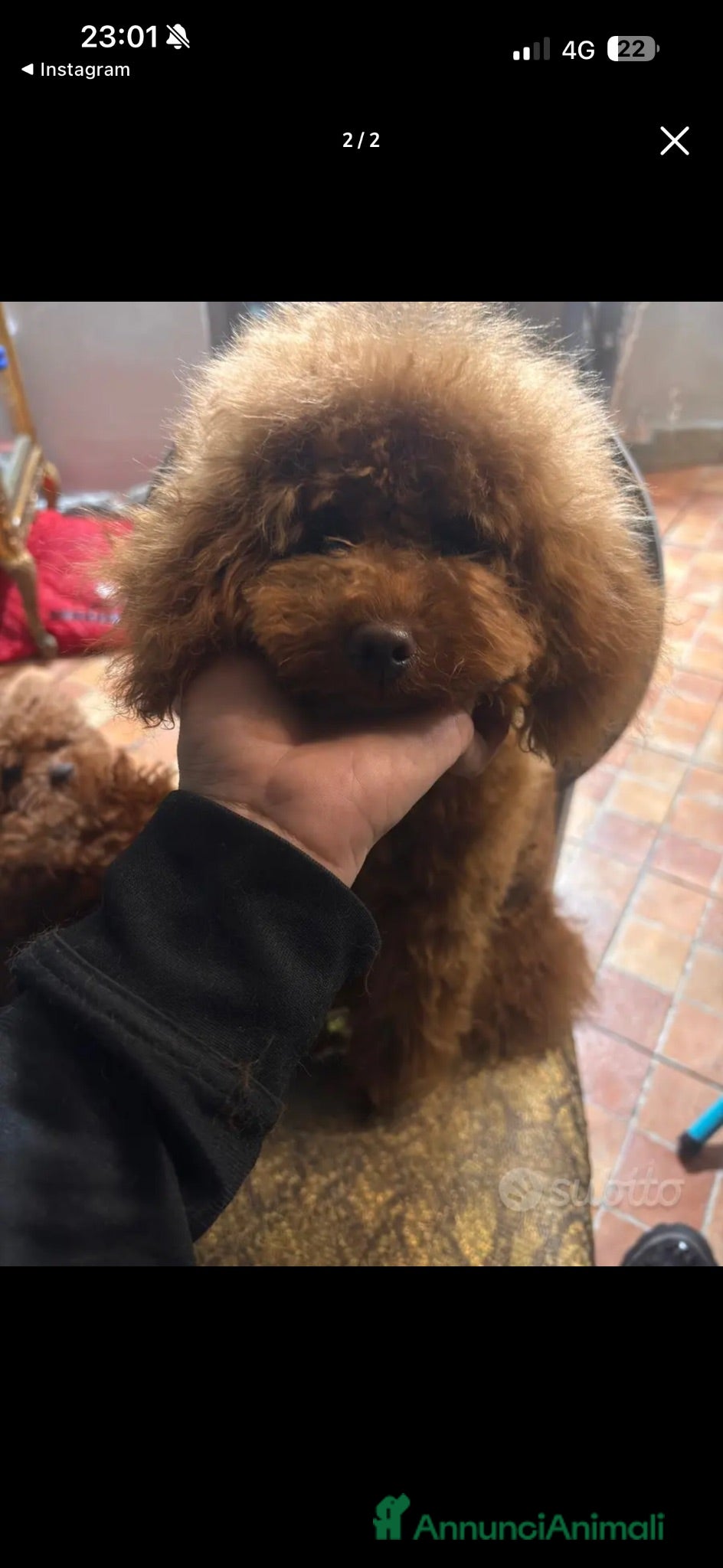 Barboncino Toy cani Barboncino nano con pedegree Enci  - Annuncio 17
