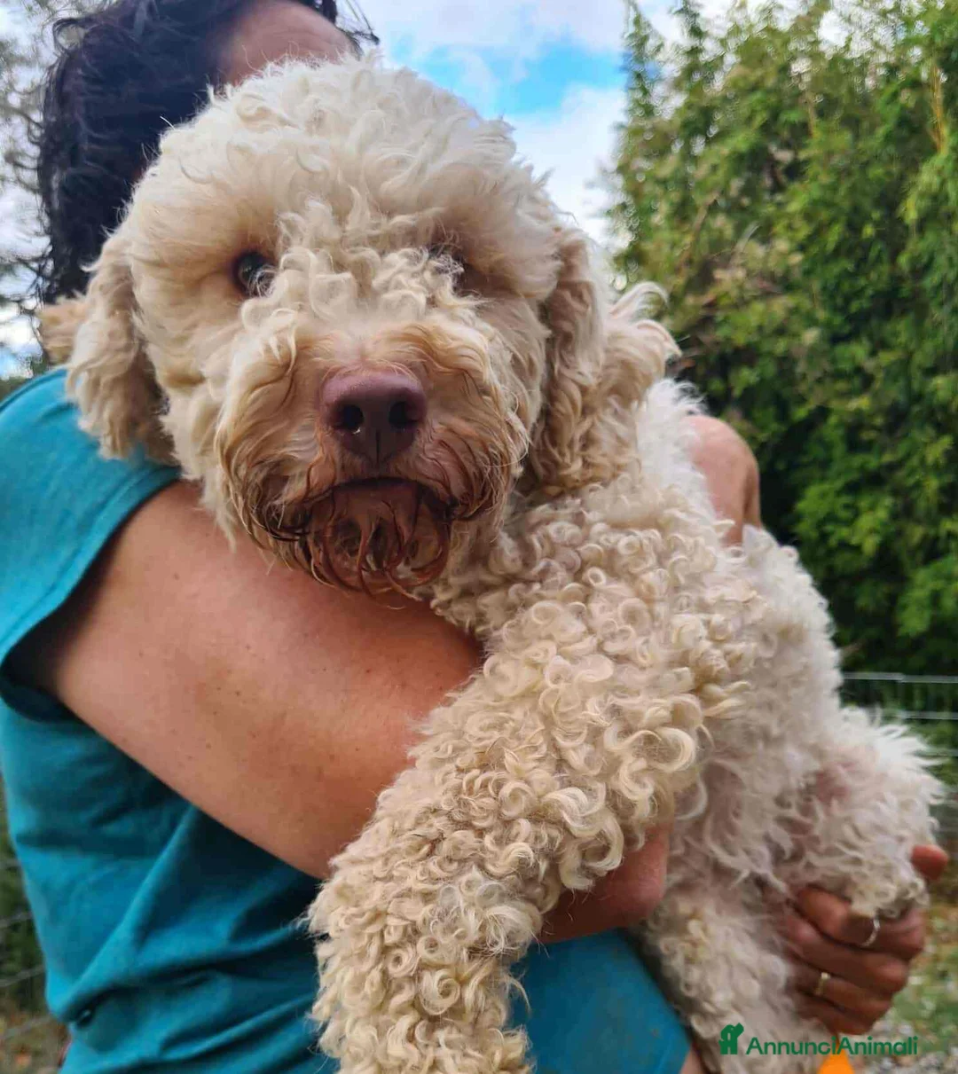 Lagotto cani in regalo: ISOTTA, dolcissima LAGOTTA cerca famiglia! - Annuncio 1