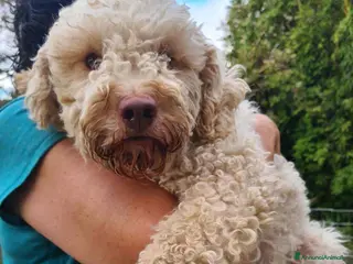 Lagotto cani ISOTTA, dolcissima LAGOTTA cerca famiglia! - Annuncio 1