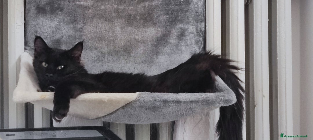 Norvegese gatti in vendita: Norvegese nero e calico - Annuncio 3