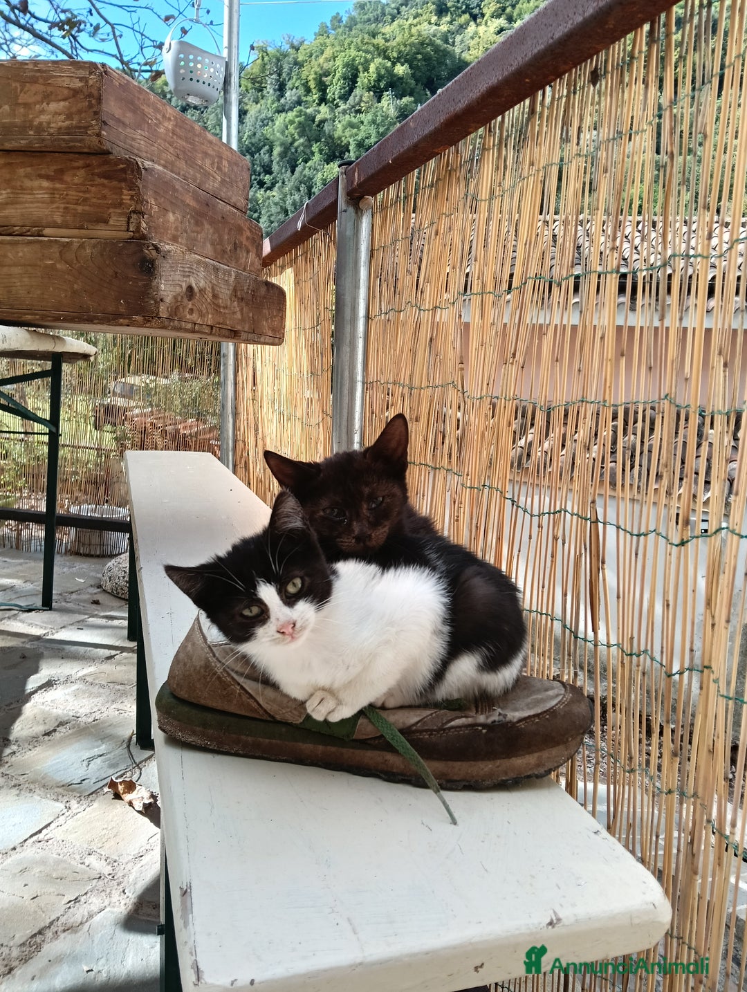 Altre razze gatti in regalo: Adozione  - Annuncio 5