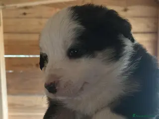 Border Collie cani Cucciolo di Border Collie - Annuncio 2