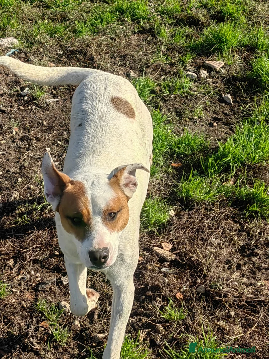 Meticcio cani in regalo: Loky: 10 mesi, taglia contenuta, socievole  - Annuncio 5