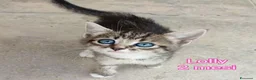 Altre razze gatti in regalo: GATTINI IN CERCA D'AMORE  a Città Metropolitana di Bologna - Annuncio 9