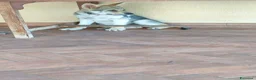 Lupo Cecoslovacco cani in vendita: Cuccioli cane lupo cecoslovacco  - Annuncio 6
