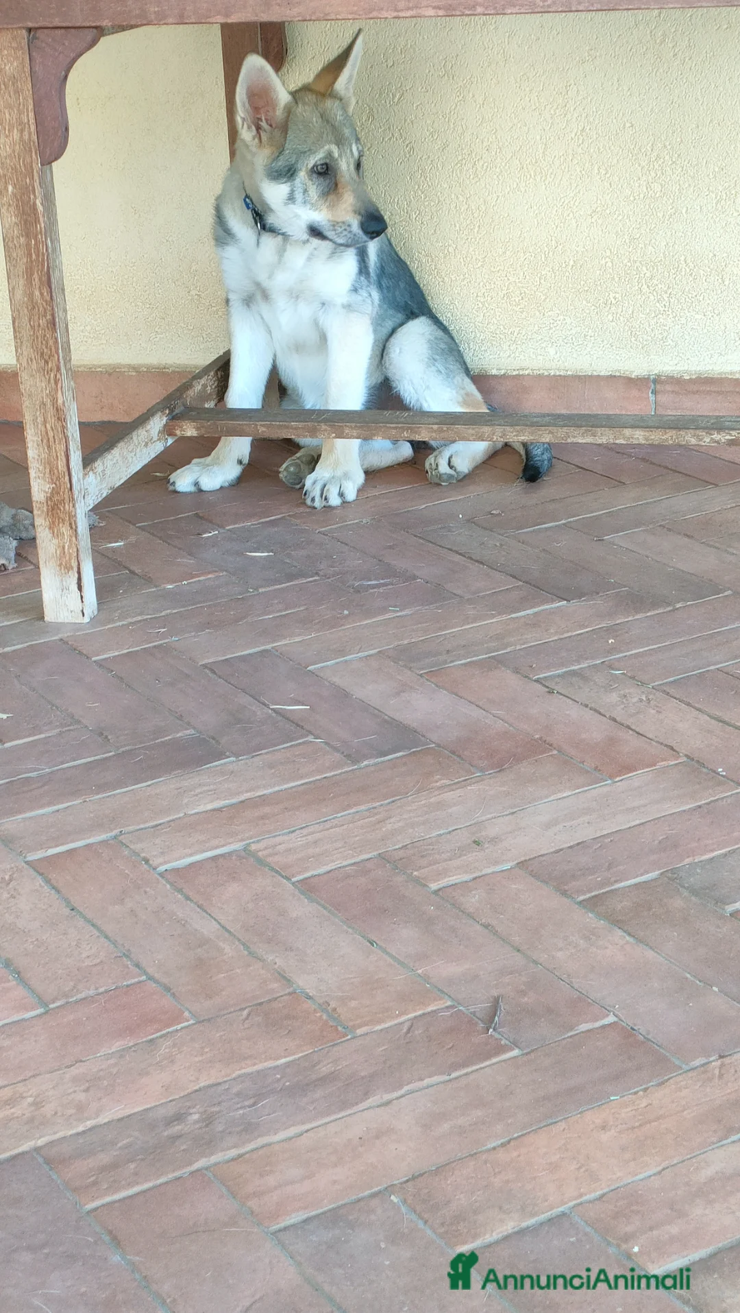 Lupo Cecoslovacco cani in vendita: Cuccioli cane lupo cecoslovacco  - Annuncio 6