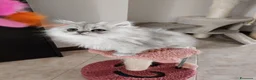 Persiano gatti in vendita: Cucciola persiana  - Annuncio 4