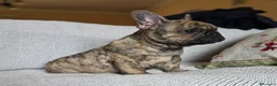 Bulldog Francese cani in vendita: Cuccioli Bouledogue Francese - Annuncio 9